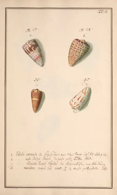 Conchylia picta ad naturam a pictore academico Pl.073, Andreas Friedrich Happe