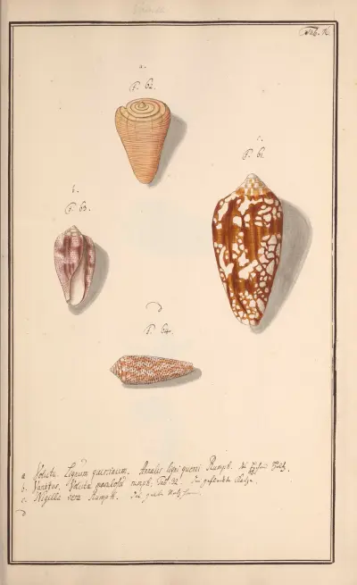 Conchylia picta ad naturam a pictore academico Pl.076, Andreas Friedrich Happe