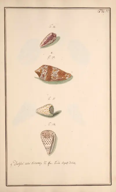 Conchylia picta ad naturam a pictore academico Pl.077, Andreas Friedrich Happe