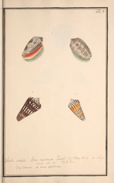 Conchylia picta ad naturam a pictore academico Pl.078, Andreas Friedrich Happe