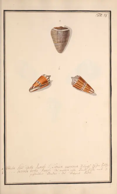 Conchylia picta ad naturam a pictore academico Pl.079, Andreas Friedrich Happe