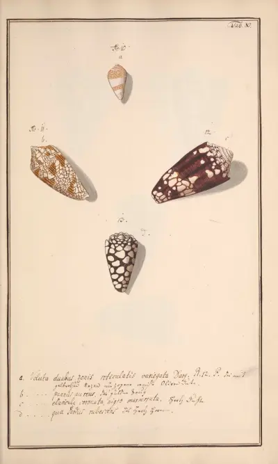 Conchylia picta ad naturam a pictore academico Pl.080, Andreas Friedrich Happe