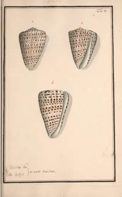 Conchylia picta ad naturam a pictore academico Pl.082, Andreas Friedrich Happe