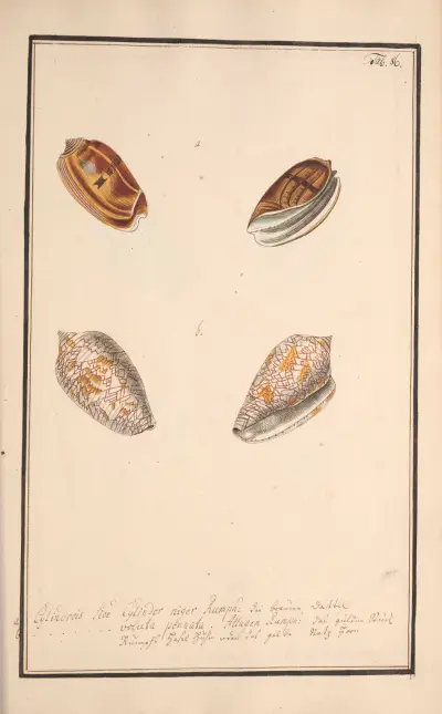 Conchylia picta ad naturam a pictore academico Pl.086, Andreas Friedrich Happe