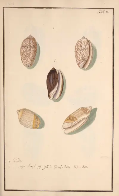 Conchylia picta ad naturam a pictore academico Pl.088, Andreas Friedrich Happe