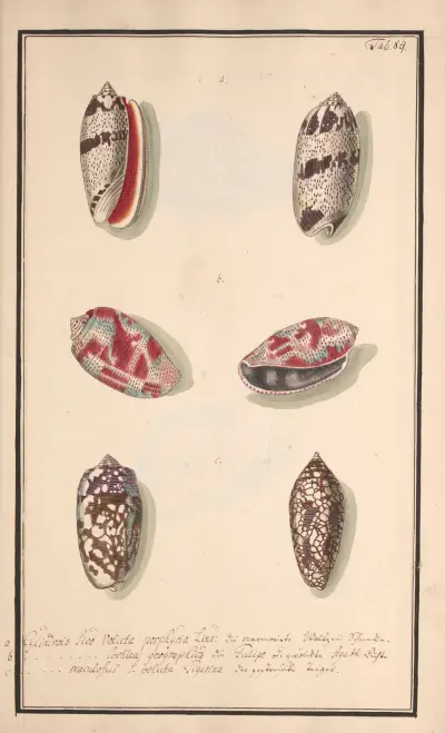 Conchylia picta ad naturam a pictore academico Pl.089, Andreas Friedrich Happe
