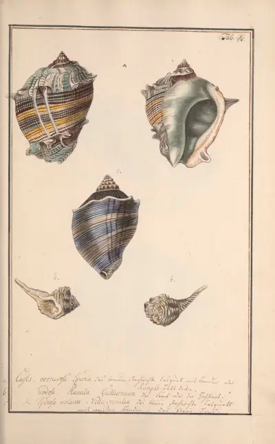Conchylia picta ad naturam a pictore academico Pl.096, Andreas Friedrich Happe