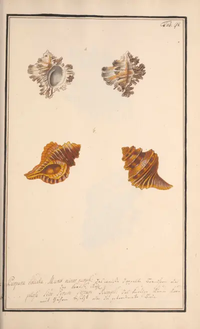 Conchylia picta ad naturam a pictore academico Pl.098, Andreas Friedrich Happe