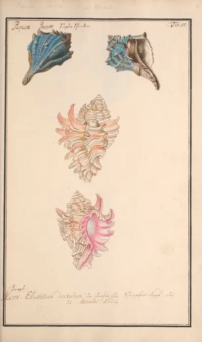 Conchylia picta ad naturam a pictore academico Pl.100, Andreas Friedrich Happe