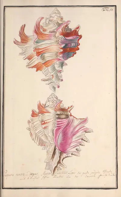 Conchylia picta ad naturam a pictore academico Pl.101, Andreas Friedrich Happe