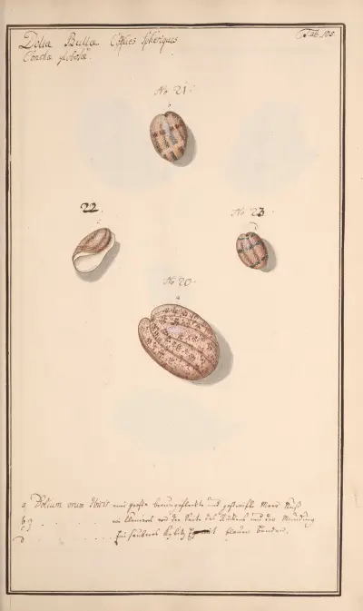 Conchylia picta ad naturam a pictore academico Pl.105, Andreas Friedrich Happe