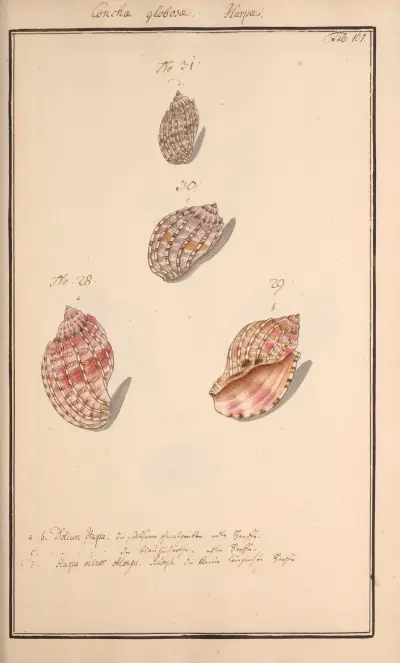 Conchylia picta ad naturam a pictore academico Pl.107, Andreas Friedrich Happe
