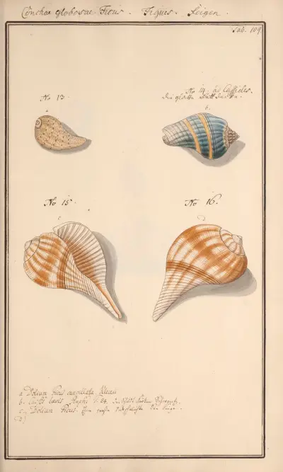 Conchylia picta ad naturam a pictore academico Pl.109, Andreas Friedrich Happe