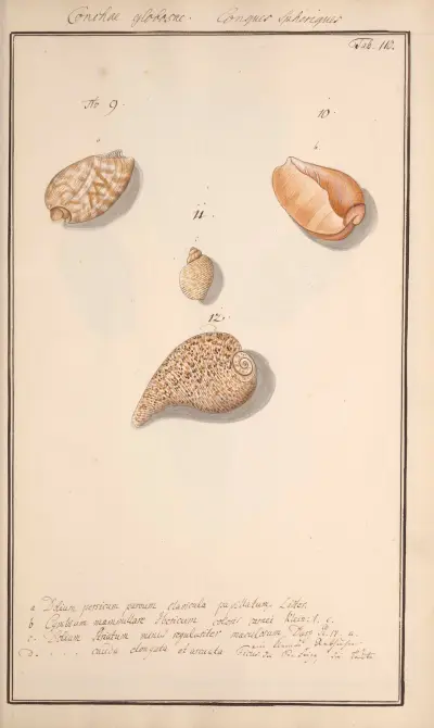 Conchylia picta ad naturam a pictore academico Pl.110, Andreas Friedrich Happe