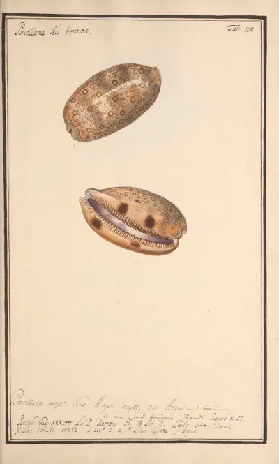 Conchylia picta ad naturam a pictore academico Pl.115, Andreas Friedrich Happe