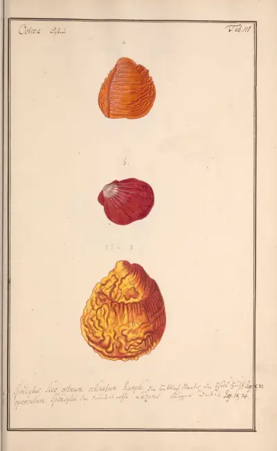 Conchylia picta ad naturam a pictore academico Pl.117, Andreas Friedrich Happe