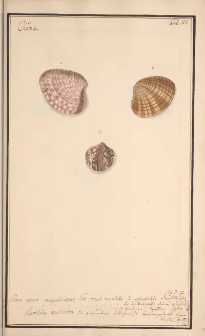 Conchylia picta ad naturam a pictore academico Pl.121, Andreas Friedrich Happe