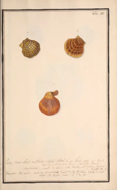 Conchylia picta ad naturam a pictore academico Pl.142, Andreas Friedrich Happe