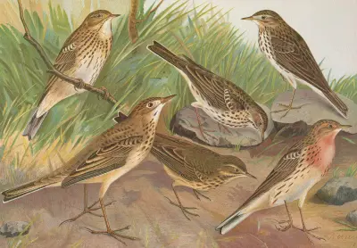 Anthus trivialis, pratensis, Richardi Vieillot, cervinus, pensilvanicus von Johann Friedrich Naumann