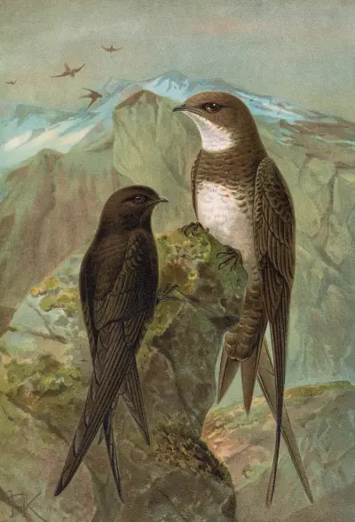 Apus apus, Apus melba von Johann Friedrich Naumann