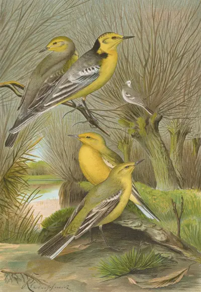 Budytes citreolus, Budytes campestris von Johann Friedrich Naumann