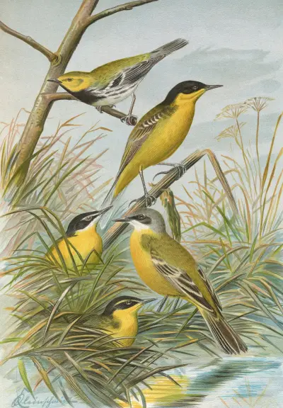 Budytes flavus cinereocapillus (Savi), melanocephalus (Lichtenstein), melanocephalus xanthophrys, Dendroeca virens von Johann Friedrich Naumann