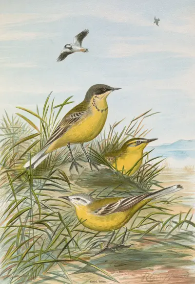 Budytes taivanus Swinhoe, Budytes flavus beema Sykes, Budytes flavus borealis (Sundevall) von Johann Friedrich Naumann