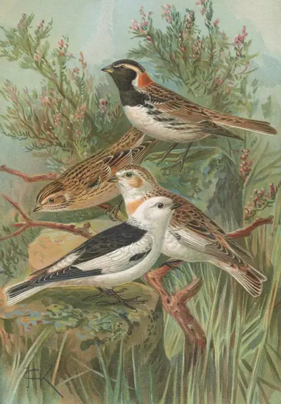 Calcarius lapponicus, Plectrophenax nivalis von Johann Friedrich Naumann