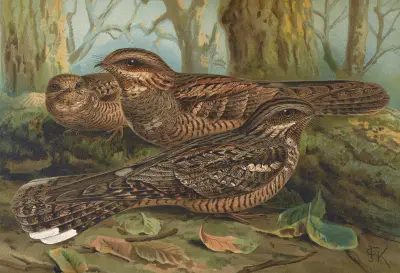 Caprimulgus europaeus von Johann Friedrich Naumann