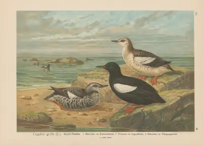 Cepphus grylle von Johann Friedrich Naumann