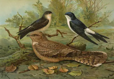 Chelidonaria urbica, Caprimulgus aegyptius Lichtenstein von Johann Friedrich Naumann