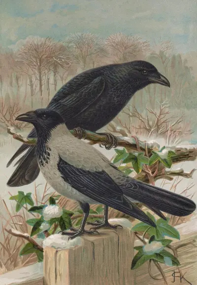 Corvus corone, Corvus cornix von Johann Friedrich Naumann