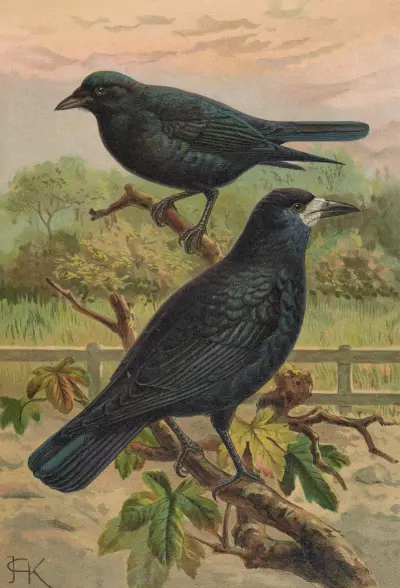 Corvus frugilegus von Johann Friedrich Naumann