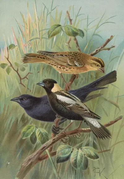 Dolichonyx oryzivorus, Molothrus Cabanisii Cassin von Johann Friedrich Naumann