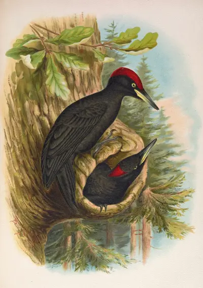 Dryocopus martius von Johann Friedrich Naumann