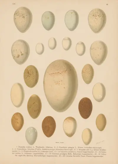 Eiertafel – Nr. 1 von Johann Friedrich Naumann