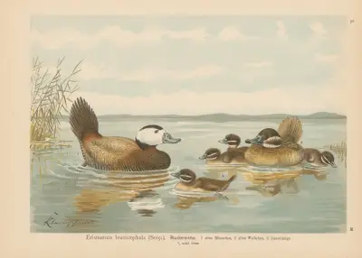 Erismatura leucocephala (Scop.) von Johann Friedrich Naumann