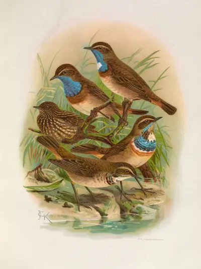 Erithacus cyaneculus von Johann Friedrich Naumann
