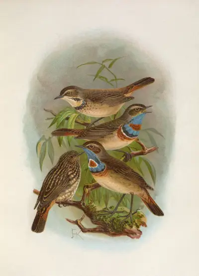 Erithacus suecicus, Johann Friedrich Naumann