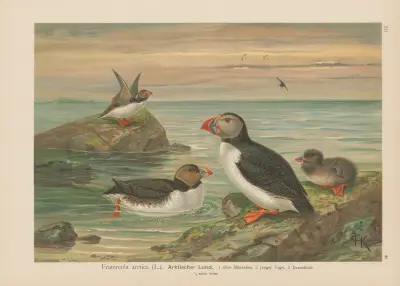 Fratercula arctica von Johann Friedrich Naumann