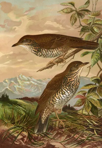 Geocichla mollissima von Johann Friedrich Naumann