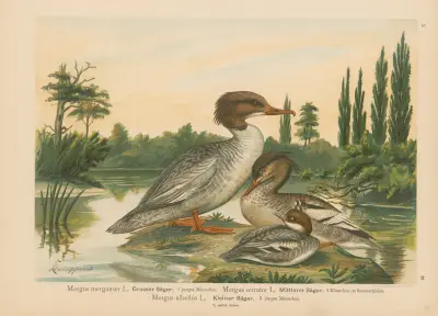 Mergus merganser, Mergus serrator, Mergus albellus – Nr. 2 von Johann Friedrich Naumann