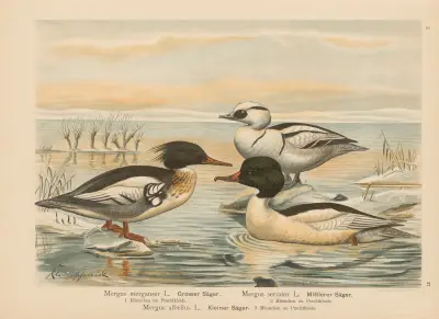 Mergus merganser, Mergus serrator, Mergus albellus – Nr. 3 von Johann Friedrich Naumann