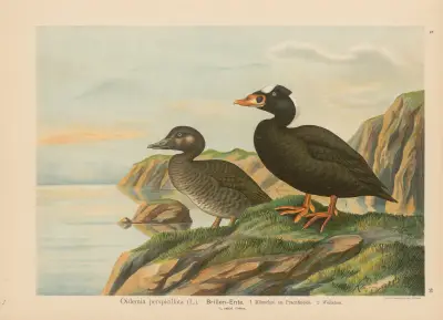 Oidemia perspicillata von Johann Friedrich Naumann