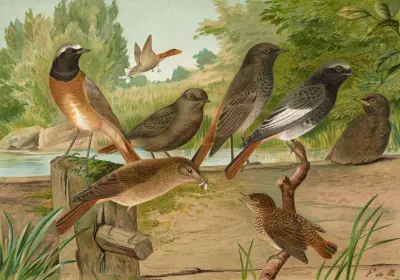 Ruticilla titys, Ruticilla phoenicurus von Johann Friedrich Naumann