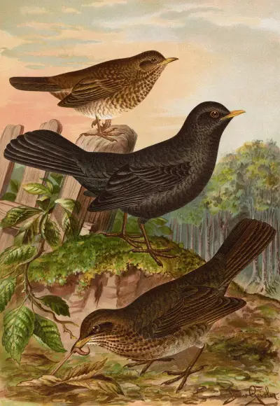 Turdus merula von Johann Friedrich Naumann