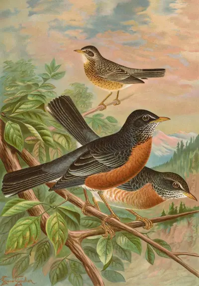 Turdus migratorius von Johann Friedrich Naumann