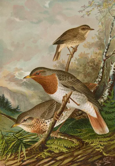 Turdus ruficollis von Johann Friedrich Naumann