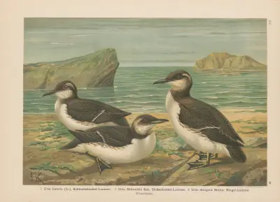Uria lomvia, Uria Brünnichi, Uria rhingvia – Nr. 1 von Johann Friedrich Naumann
