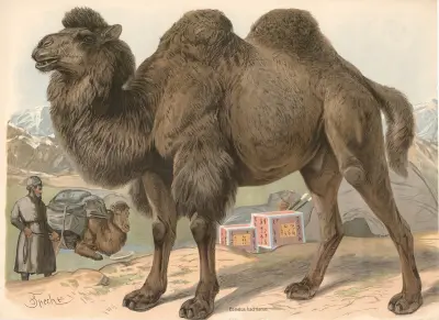Wielbłąd dwugarbny (Camelus bactrianus), Friedrich Specht